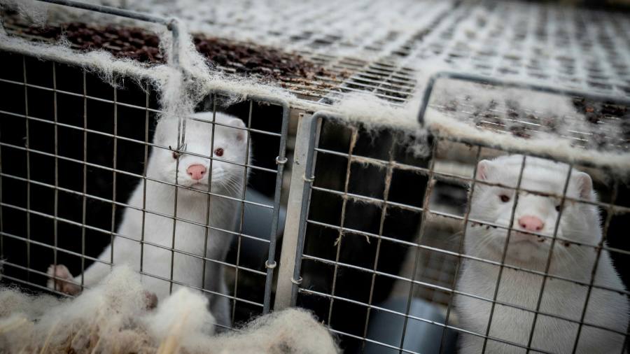 Danish Minister resigns over mink row